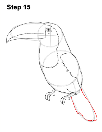 Draw Toucan Bird 15