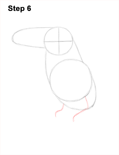 Toucan Bird Drawing 6 Draw Toucan Bird 6