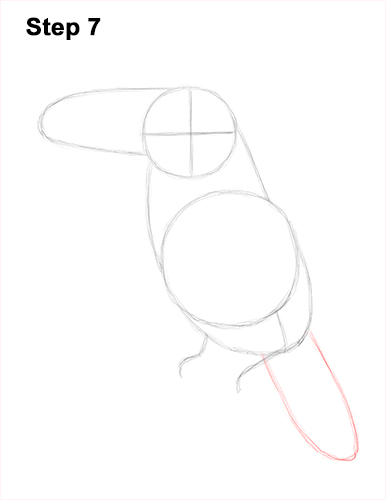 Toucan Bird Drawing 7 Draw Toucan Bird 7