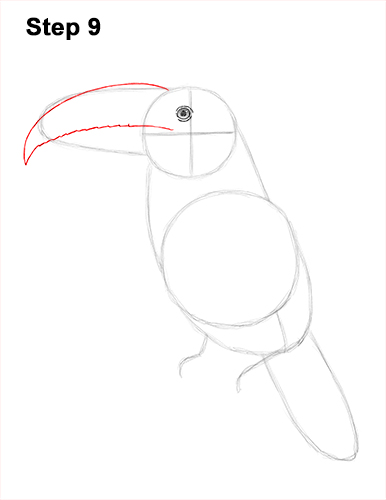 Toucan Bird Drawing 9 Draw Toucan Bird 9