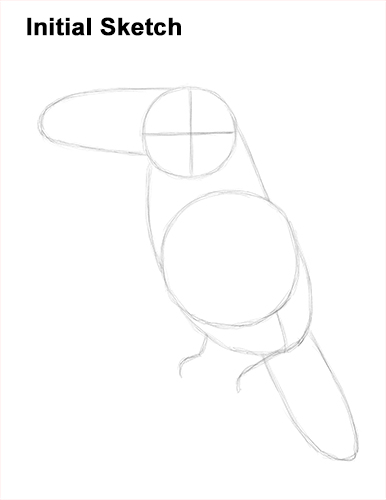 Toucan Bird Drawing Sketch Draw Toucan Bird Sketch
