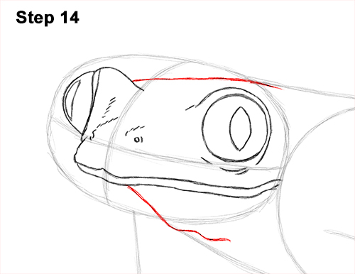 How to Draw a Red-Eyed Tree Frog 14