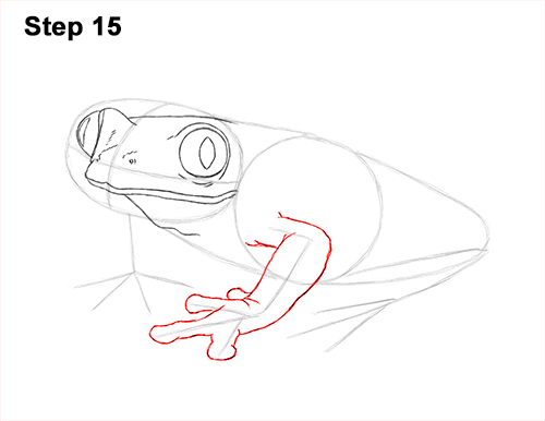 Draw Red-Eyed Tree Frog 15 How to Draw a Red-Eyed Tree Frog 15