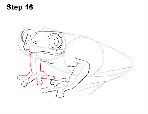 Draw Red-Eyed Tree Frog 16 How to Draw a Red-Eyed Tree Frog 16
