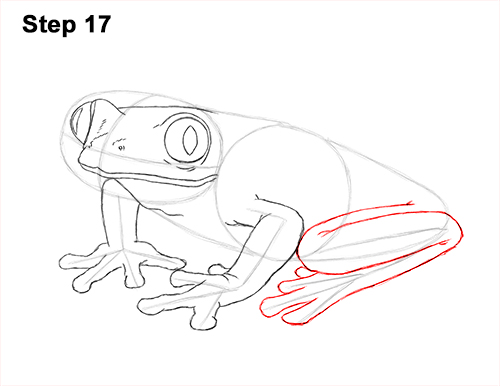 Draw Red-Eyed Tree Frog 17 How to Draw a Red-Eyed Tree Frog 17