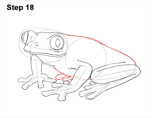 Draw Red-Eyed Tree Frog 18 How to Draw a Red-Eyed Tree Frog 18
