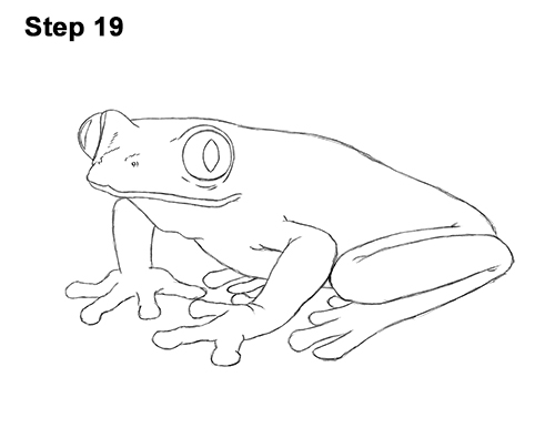 Draw Red-Eyed Tree Frog 19 How to Draw a Red-Eyed Tree Frog 19