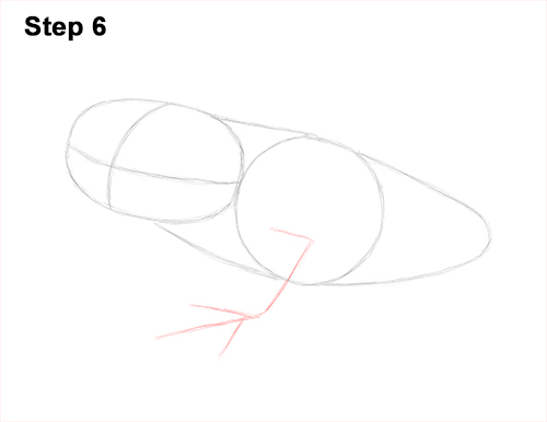 How to Draw a Red-Eyed Tree Frog 6