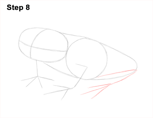 How to Draw a Red-Eyed Tree Frog 8