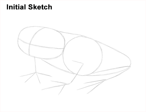 How to Draw a Red-Eyed Tree Frog Sketch