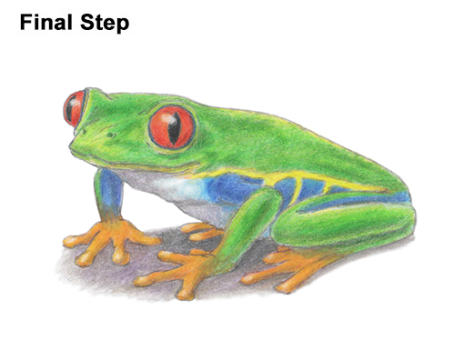 Draw Red-Eyed Tree Frog How to Draw a Red-Eyed Tree Frog