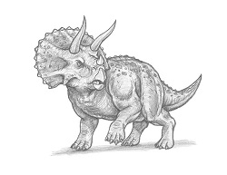 How to Draw a Triceratops (3/4 View)