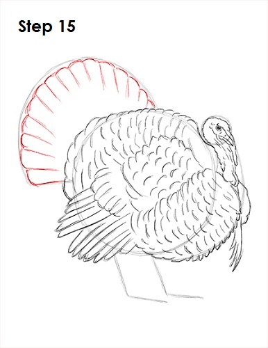 Draw a Turkey 15