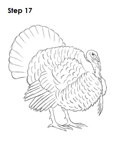 Draw a Turkey 17