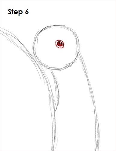 How to Draw a Turkey 6 Draw a Turkey 6