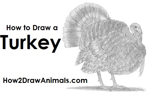 How to Draw a Turkey Draw a Turkey