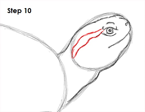 Draw Turtle 10