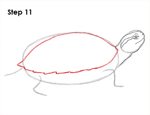 Draw Turtle 11