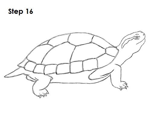 Turtle Drawing 16 Draw Turtle 16