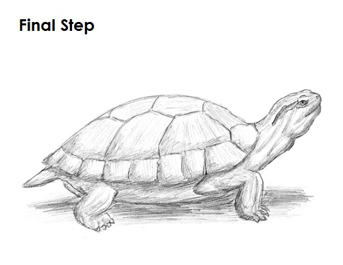 Turtle Drawing Final Draw Turtle Last