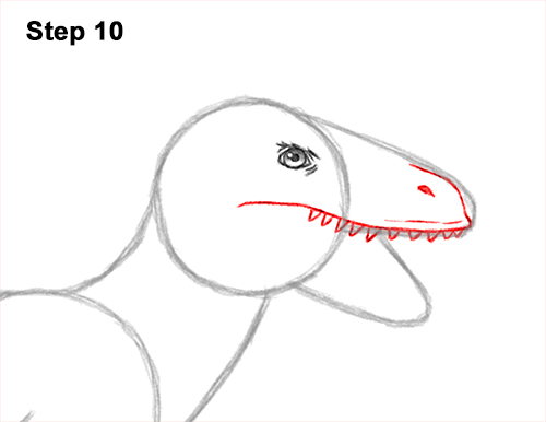 How to Draw Accurate Feathered Velociraptor 10