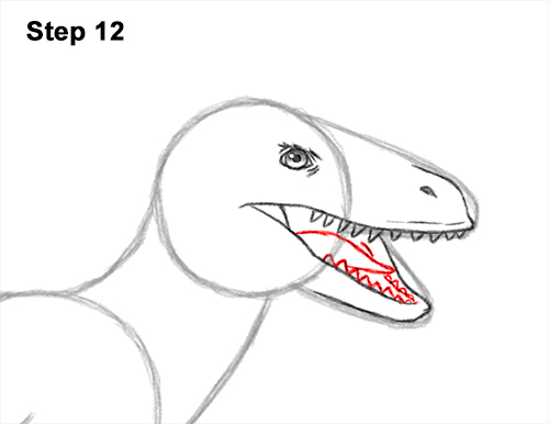 How to Draw Accurate Feathered Velociraptor 12