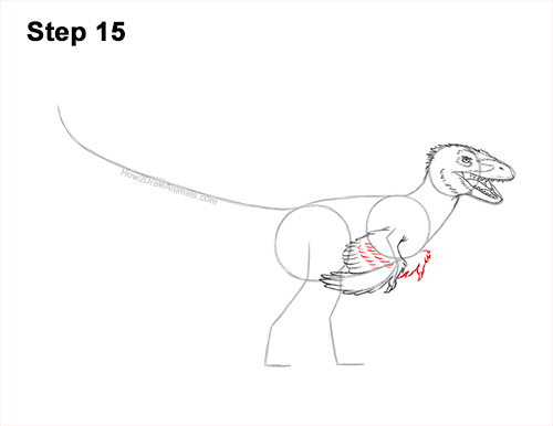 Draw a Real Velociraptor with Feathers 15 How to Draw Accurate Feathered Velociraptor 15