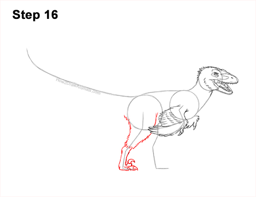 Draw a Real Velociraptor with Feathers 16 How to Draw Accurate Feathered Velociraptor 16