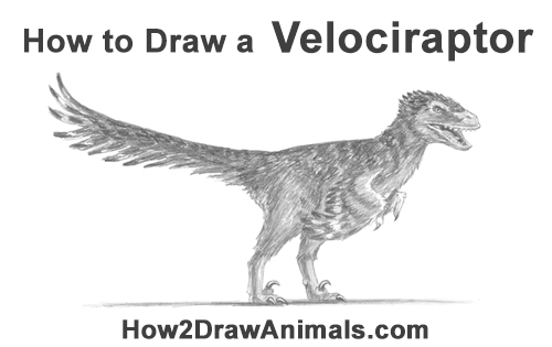 Draw a Real Velociraptor with Feathers How to Draw Accurate Feathered Velociraptor