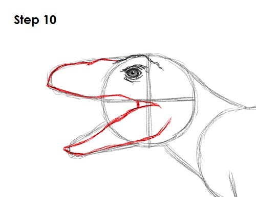 Velociraptor Dinosaur Drawing 10 Draw a Velociraptor 10