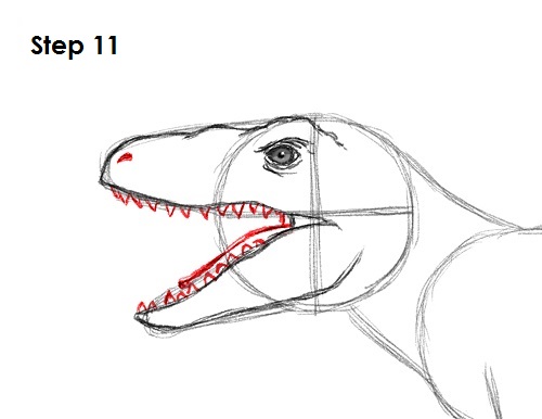 Velociraptor Dinosaur Drawing 11 Draw a Velociraptor 11