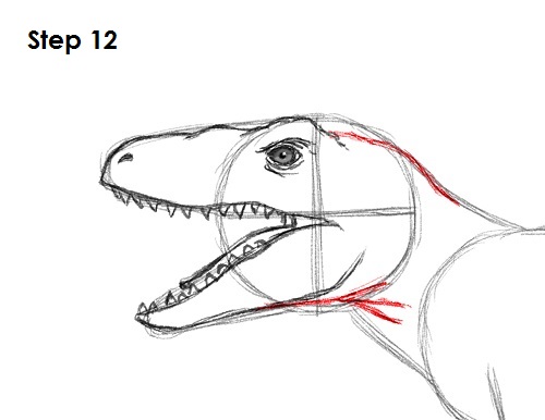 Velociraptor Dinosaur Drawing 12 Draw a Velociraptor 12