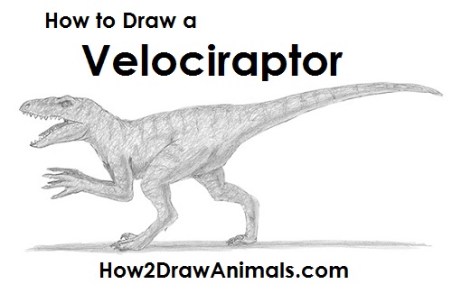 Velociraptor Dinosaur Drawing Draw Velociraptor Dinosaur