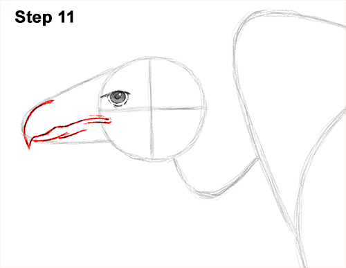 Vulture Bird Drawing 11 Draw Vulture Bird 11