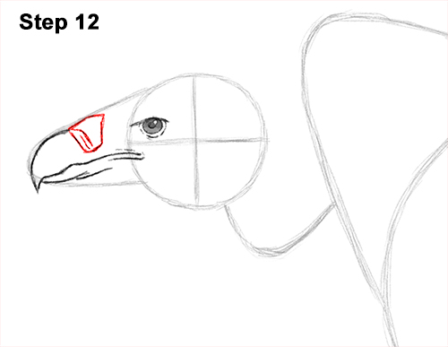 Vulture Bird Drawing 12 Draw Vulture Bird 12