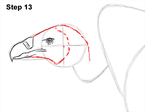Vulture Bird Drawing 13 Draw Vulture Bird 13