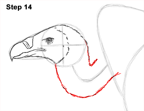 Vulture Bird Drawing 14 Draw Vulture Bird 14