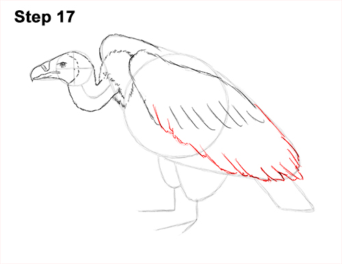 Draw Vulture Bird 17