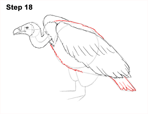 Draw Vulture Bird 18