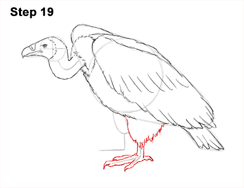 Draw Vulture Bird 19