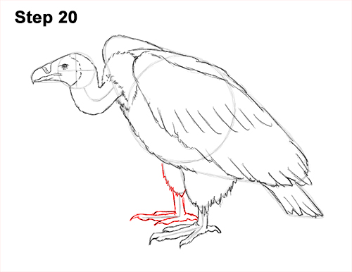 Draw Vulture Bird 20