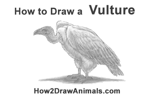 Draw a Vulture Bird How to Draw a Vulture Bird