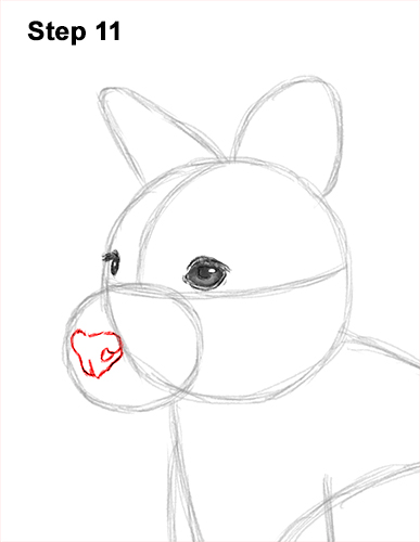 How to Draw a Red-Necked Wallaby 11