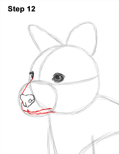How to Draw a Red-Necked Wallaby 12