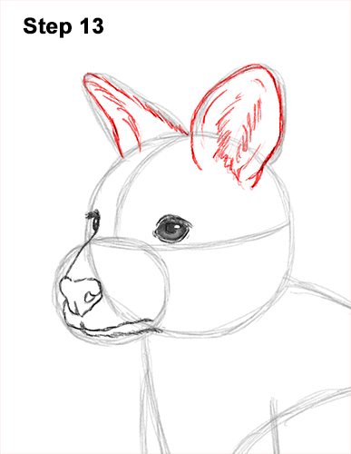 How to Draw a Red-Necked Wallaby 13