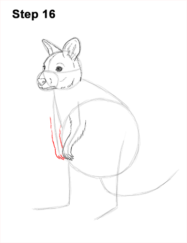 How to Draw a Red-Necked Wallaby 16
