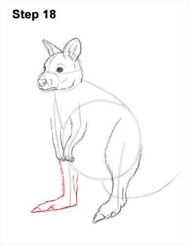 How to Draw a Red-Necked Wallaby 18