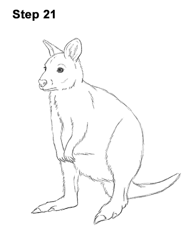 How to Draw a Red-Necked Wallaby 21
