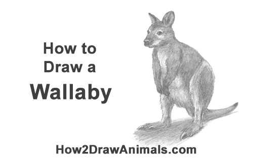 Draw a Wallaby How to Draw a Red-Necked Wallaby