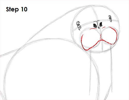 Walrus Drawing 10 Draw Walrus 10